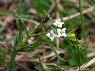 Thesium alpinum, photographed by Wolfgang Jauch