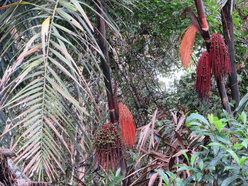 Oenocarpus mapora, photographed by Jens-Christian Svenning