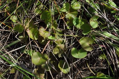 Centella cordifolia, photographed by Kevin Sparrow