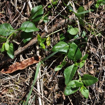 Opercularia ovata, photographed by Kevin Sparrow