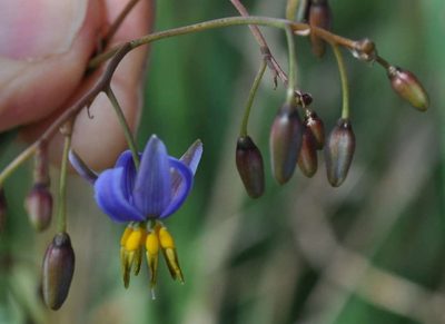 Dianella callicarpa, photographed by Kevin Sparrow