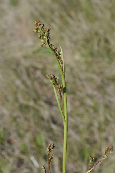 Dianella callicarpa, photographed by Kevin Sparrow