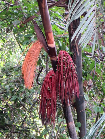 Oenocarpus mapora, photographed by Jens-Christian Svenning