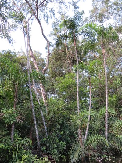 Bactris riparia, photographed by Jens-Christian Svenning