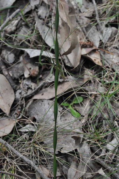 Lepidosperma longitudinale, photographed by Kevin Sparrow