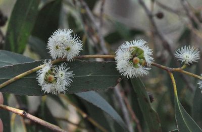Eucalyptus falciformis, photographed by Kevin Sparrow