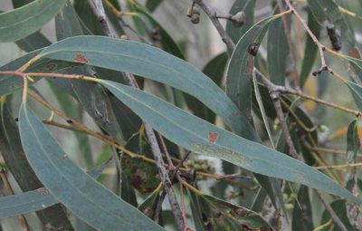 Eucalyptus falciformis, photographed by Kevin Sparrow