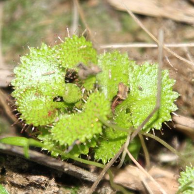 Drosera monticola, photographed by Em Lamond