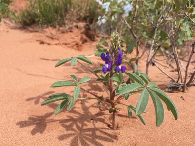 Lupinus pusillus, photographed by Robbie Hannawacker