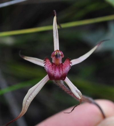 Caladenia grampiana, photographed by Kevin Sparrow