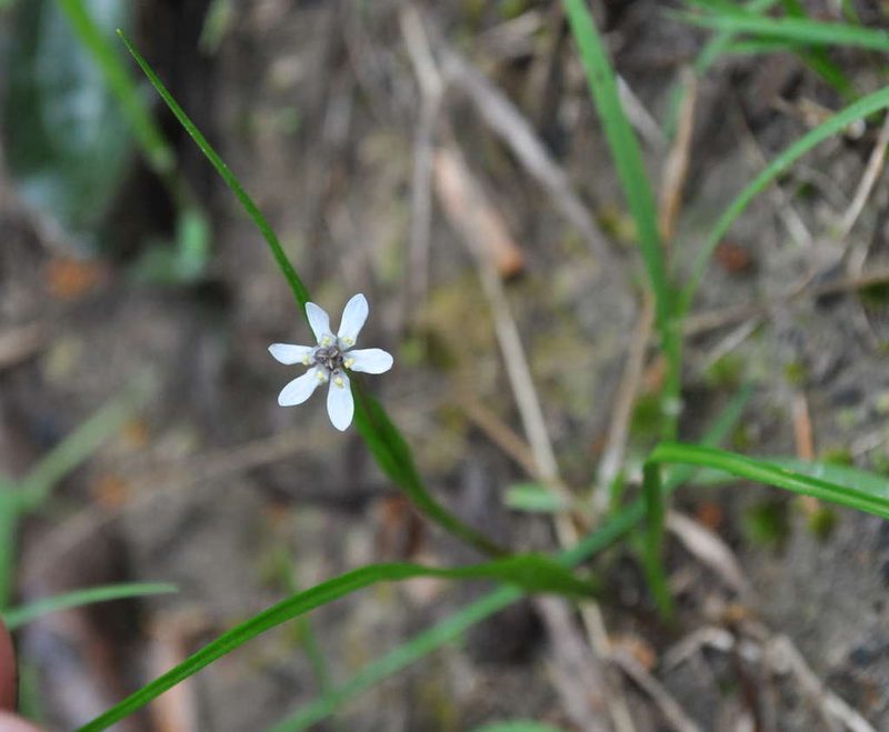 Wurmbea uniflora, photographed by Kevin Sparrow