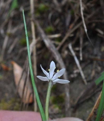Wurmbea uniflora, photographed by Kevin Sparrow