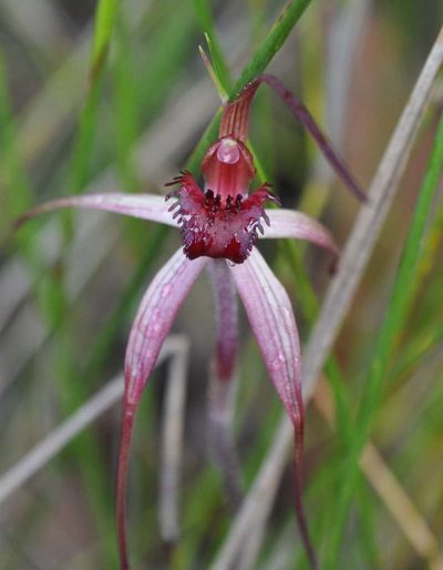 Caladenia grampiana, photographed by Kevin Sparrow