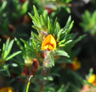 Pultenaea tenuifolia, photographed by Kevin Sparrow