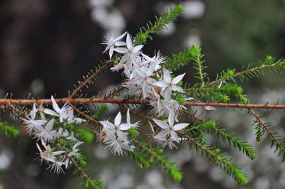 Calytrix alpestris, photographed by Kevin Sparrow