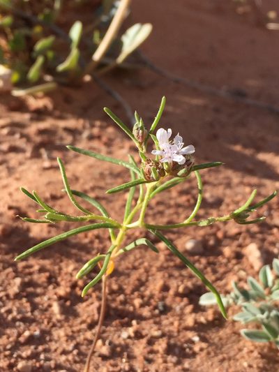 Ipomopsis gunnisonii, photographed by Robbie Hannawacker