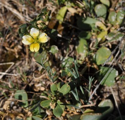 Roepera glauca, photographed by Kevin Sparrow