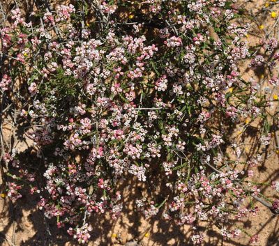 Micromyrtus ciliata, photographed by Kevin Sparrow