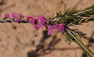 Melaleuca wilsonii, photographed by Kevin Sparrow