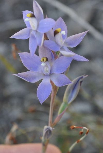 Thelymitra alcockiae, photographed by Kevin Sparrow