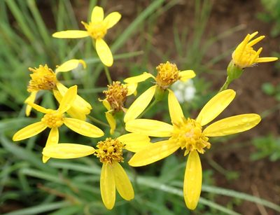 Senecio bupleuroides, photographed by Peter Warren