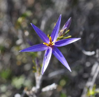 Calectasia intermedia, photographed by Kevin Sparrow