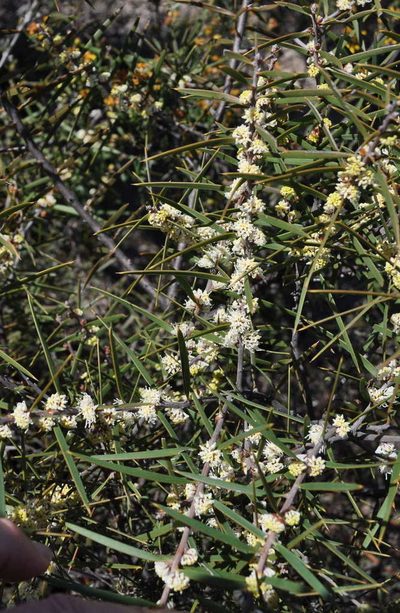 Hakea repullulans, photographed by Kevin Sparrow