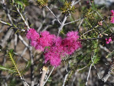 Melaleuca wilsonii, photographed by Kevin Sparrow