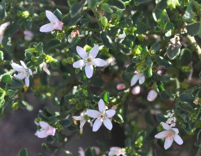 Philotheca verrucosa, photographed by Kevin Sparrow