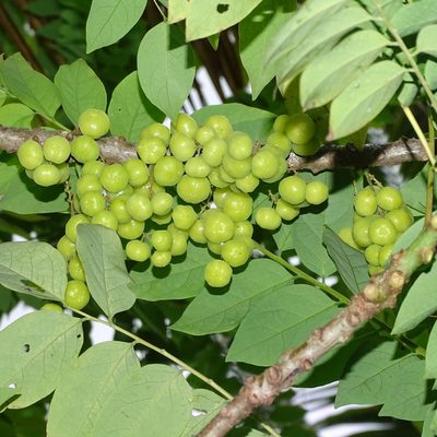 Phyllanthus acidus, photographed by renjus box