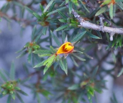 Pultenaea tenuifolia, photographed by Kevin Sparrow