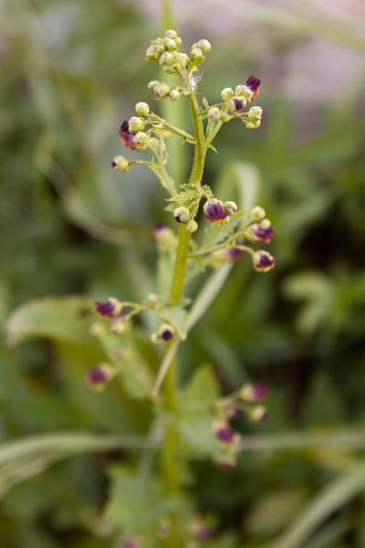 Scrophularia scopolii, photographed by Екатерина Кропочева