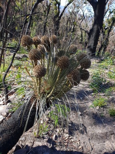 Kingia australis, photographed by Em Lamond