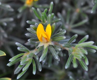 Pultenaea canaliculata, photographed by Kevin Sparrow