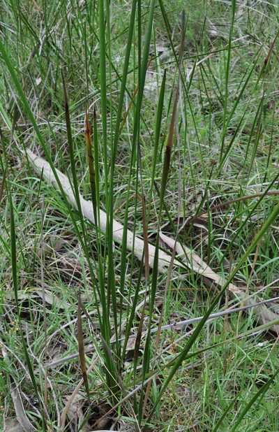 Lepidosperma longitudinale, photographed by Kevin Sparrow