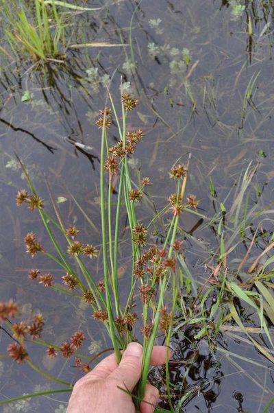 Juncus holoschoenus, photographed by Kevin Sparrow