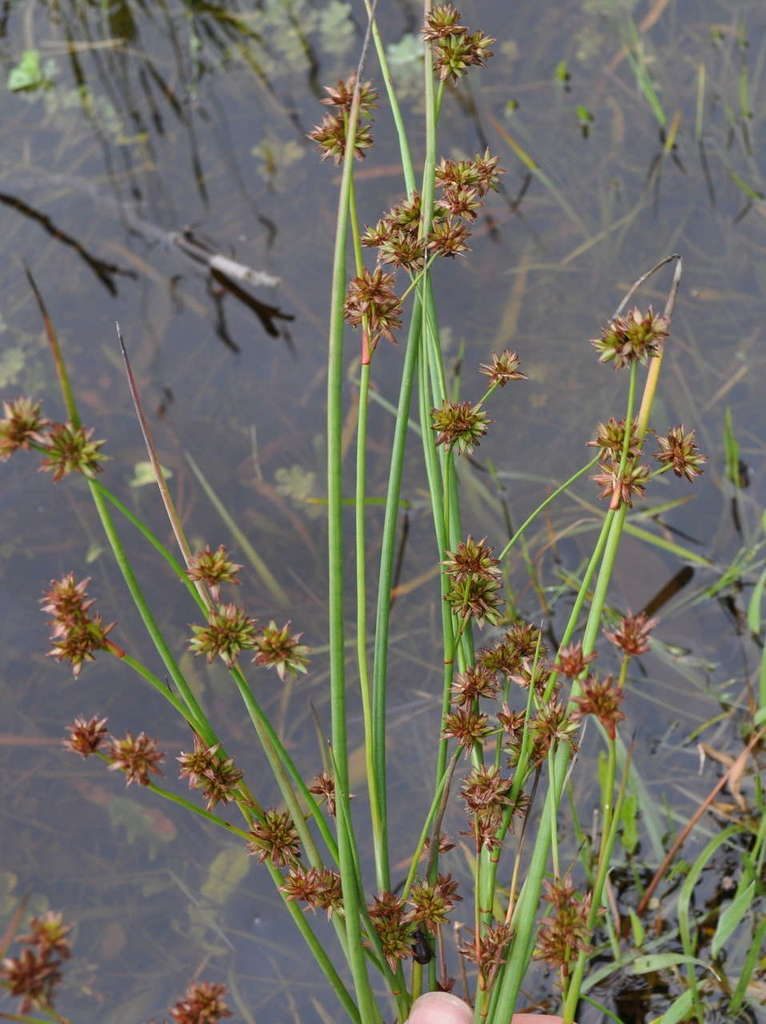 Juncus holoschoenus, photographed by Kevin Sparrow