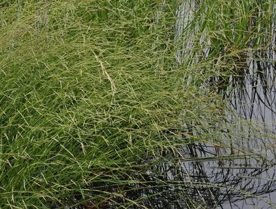 Glyceria australis, photographed by Kevin Sparrow
