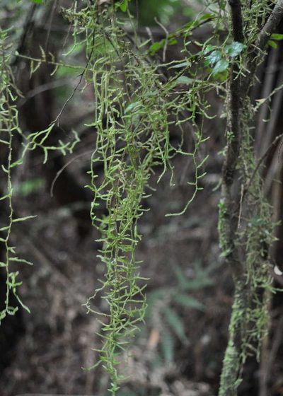 Papillaria flavolimbata, photographed by Kevin Sparrow