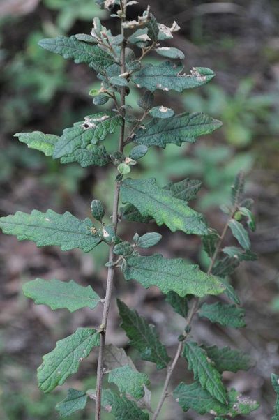 Olearia stellulata, photographed by Kevin Sparrow