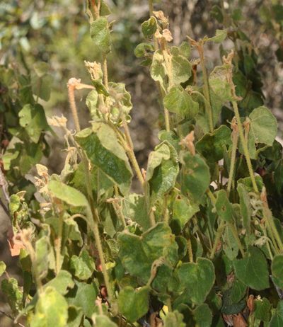 Lasiopetalum schulzenii, photographed by Kevin Sparrow