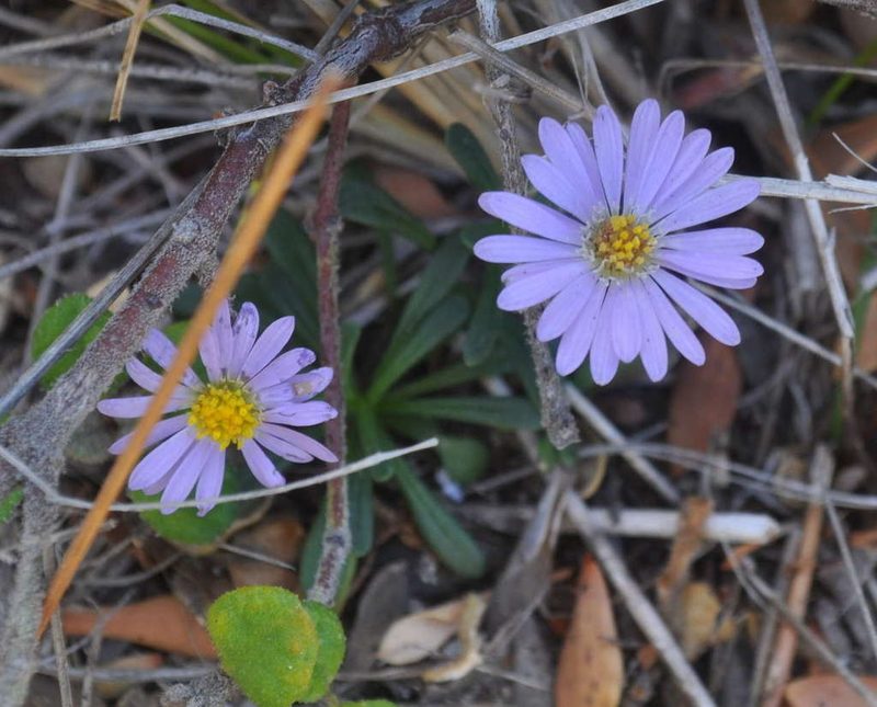 Brachyscome parvula, photographed by Kevin Sparrow