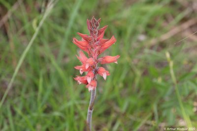 Sacoila lanceolata, photographed by Arthur Windsor