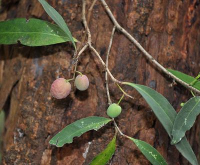 Notelaea ligustrina, photographed by Kevin Sparrow