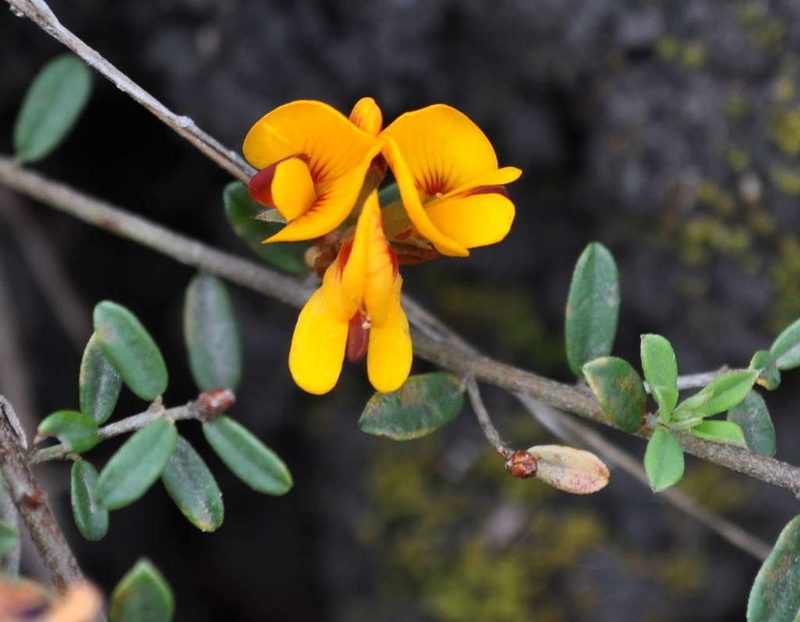 Pultenaea stricta, photographed by Kevin Sparrow