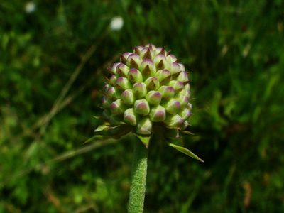 Succisella inflexa, photographed by Christian Berg