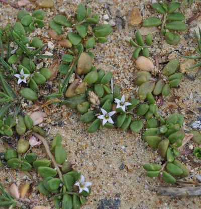 Lobelia irrigua, photographed by Kevin Sparrow