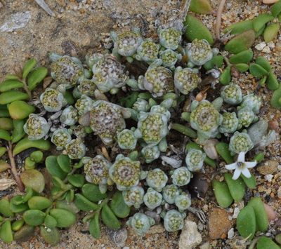 Angianthus preissianus, photographed by Kevin Sparrow