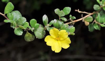Hibbertia truncata, photographed by Kevin Sparrow