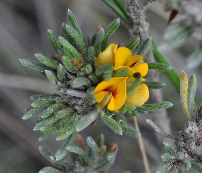 Pultenaea canaliculata, photographed by Kevin Sparrow